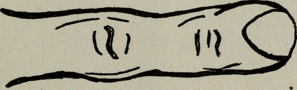 An illustration from Perin's science of palmistry; a complete and authentic treatise, 1902, leaf 68