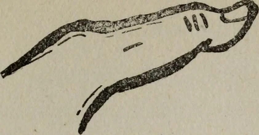 An illustration from Perin's science of palmistry; a complete and authentic treatise, 1902, leaf 82