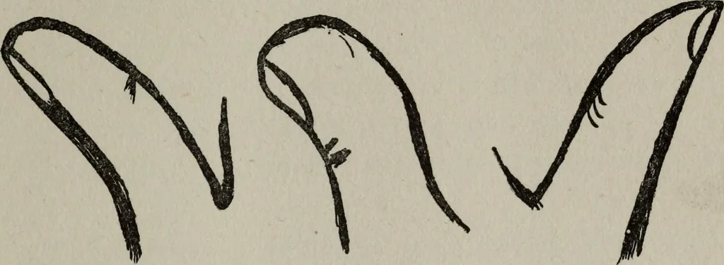 An illustration from Perin's science of palmistry; a complete and authentic treatise, 1902, leaf 82