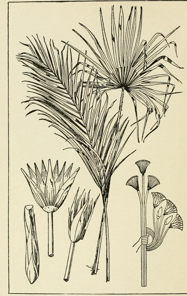 An illustration from Period decoration, 1901, leaf 23