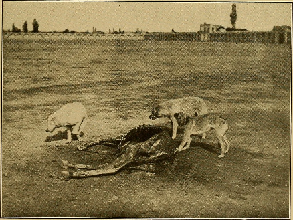 An illustration from Persia past and present; a book of travel and research, with more than two hundred illustrations and a map, 1906, leaf 742