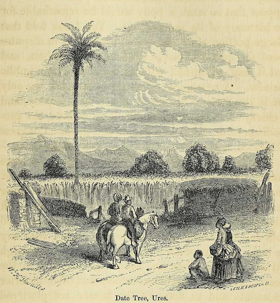 An illustration from Personal narrative of explorations and incidents in Texas, New Mexico, California, Sonora, and Chihuahua : connected with the United States and Mexican Boundary Commission, during the years 1850, '51, '52, and '53, 1854, leaf 499
