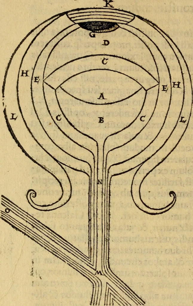 An illustration from Perspectiva commvnis : ideo sic dicta, quod contineat elementa tes optikes, omnibus philosophiæ studiosis necessaria : in hac enim doctrina inchoatæ disputatioes philosophoru, de natura, & proiectione radiorum unisus, luminum, colorum & formarum absoluuntur : in quibus & de speculis tractatur : summa cura & dilgentia emendata, & ab infinitis quibus scatebat mendis repurgata, necnon in quibus deficiebat demõstrationibus restituta, 1542, leaf 39