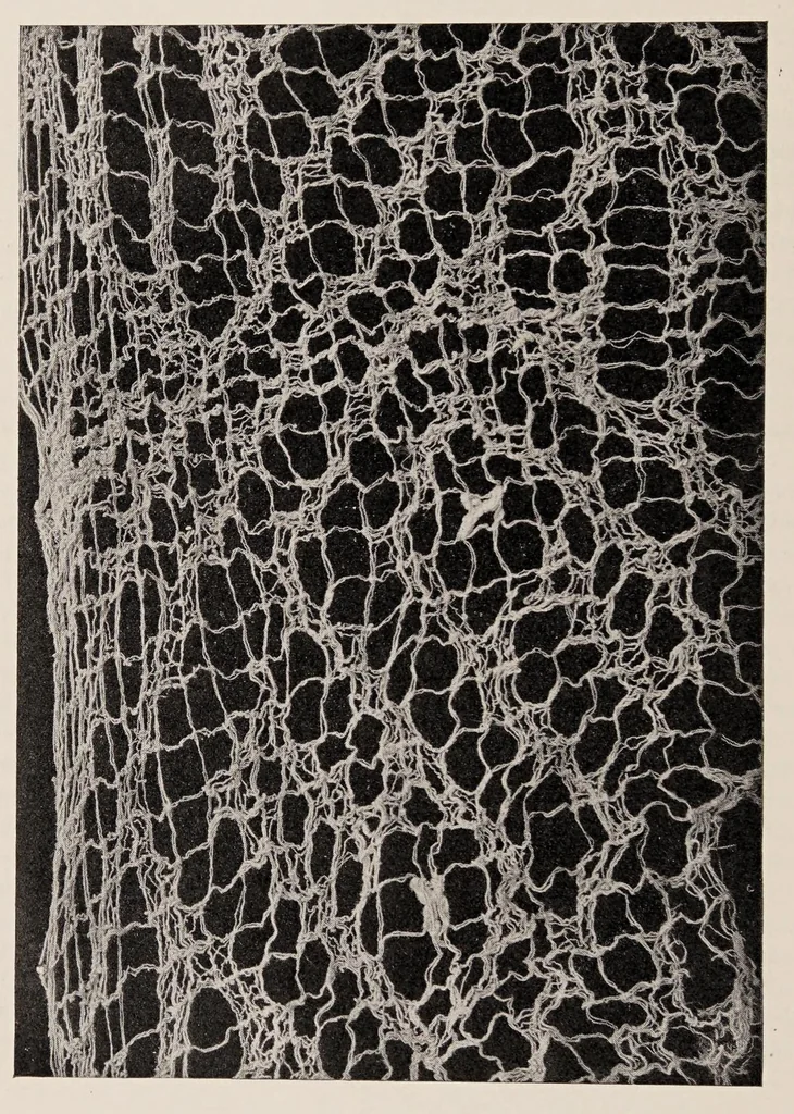 An illustration from Peruvian fabrics, 1916, leaf 68