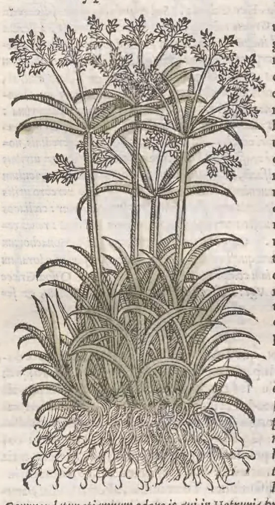 An illustration from Petri Andreae Matthioli ... Commentarii secvndo avcti, in libros sex Pedacii Dioscoridis Anazarbei, de medica materia : adiectis quamplurimis plantarum, & animalium imaginibus, quæ in priore editione non habentur, eodem auctore. His accessit eivsdem Apologia adversvs Amathum Lusitanum, 1560, leaf 130
