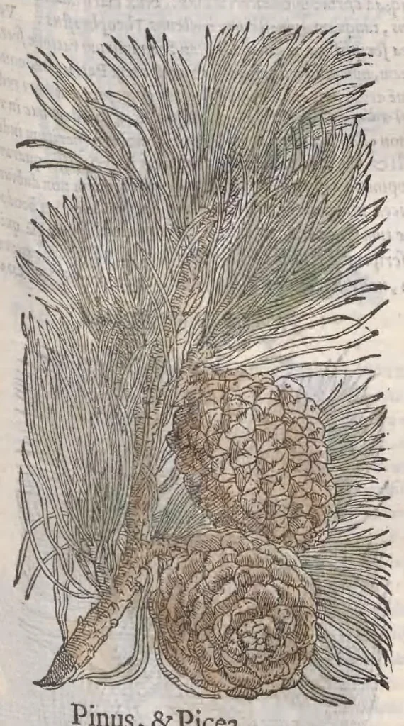 An illustration from Petri Andreae Matthioli ... Commentarii secvndo avcti, in libros sex Pedacii Dioscoridis Anazarbei, de medica materia : adiectis quamplurimis plantarum, & animalium imaginibus, quæ in priore editione non habentur, eodem auctore. His accessit eivsdem Apologia adversvs Amathum Lusitanum, 1560, leaf 183