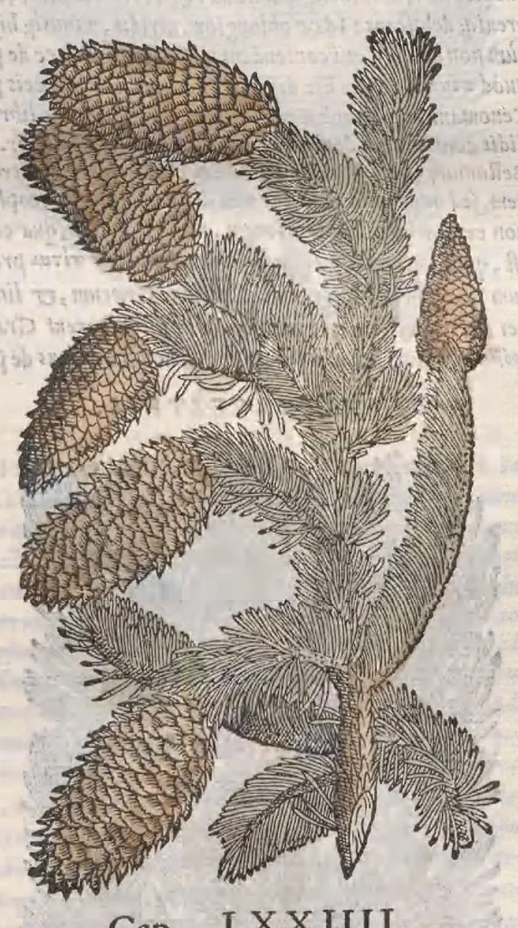 An illustration from Petri Andreae Matthioli ... Commentarii secvndo avcti, in libros sex Pedacii Dioscoridis Anazarbei, de medica materia : adiectis quamplurimis plantarum, & animalium imaginibus, quæ in priore editione non habentur, eodem auctore. His accessit eivsdem Apologia adversvs Amathum Lusitanum, 1560, leaf 183