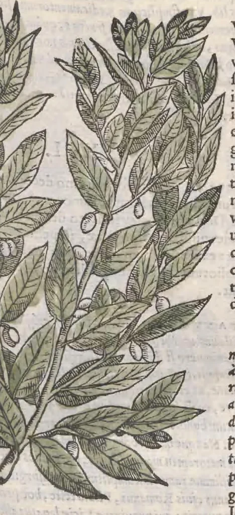An illustration from Petri Andreae Matthioli ... Commentarii secvndo avcti, in libros sex Pedacii Dioscoridis Anazarbei, de medica materia : adiectis quamplurimis plantarum, & animalium imaginibus, quæ in priore editione non habentur, eodem auctore. His accessit eivsdem Apologia adversvs Amathum Lusitanum, 1560, leaf 205