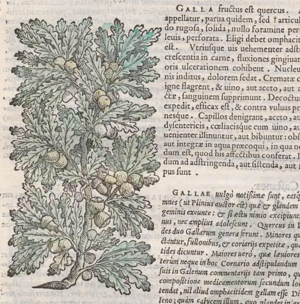 An illustration from Petri Andreae Matthioli ... Commentarii secvndo avcti, in libros sex Pedacii Dioscoridis Anazarbei, de medica materia : adiectis quamplurimis plantarum, & animalium imaginibus, quæ in priore editione non habentur, eodem auctore. His accessit eivsdem Apologia adversvs Amathum Lusitanum, 1560, leaf 246