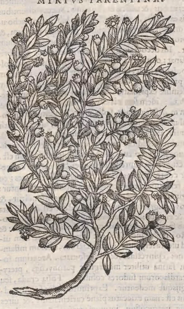 An illustration from Petri Andreae Matthioli ... Commentarii secvndo avcti, in libros sex Pedacii Dioscoridis Anazarbei, de medica materia : adiectis quamplurimis plantarum, & animalium imaginibus, quæ in priore editione non habentur, eodem auctore. His accessit eivsdem Apologia adversvs Amathum Lusitanum, 1560, leaf 254