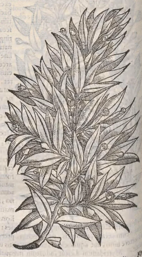 An illustration from Petri Andreae Matthioli ... Commentarii secvndo avcti, in libros sex Pedacii Dioscoridis Anazarbei, de medica materia : adiectis quamplurimis plantarum, & animalium imaginibus, quæ in priore editione non habentur, eodem auctore. His accessit eivsdem Apologia adversvs Amathum Lusitanum, 1560, leaf 254