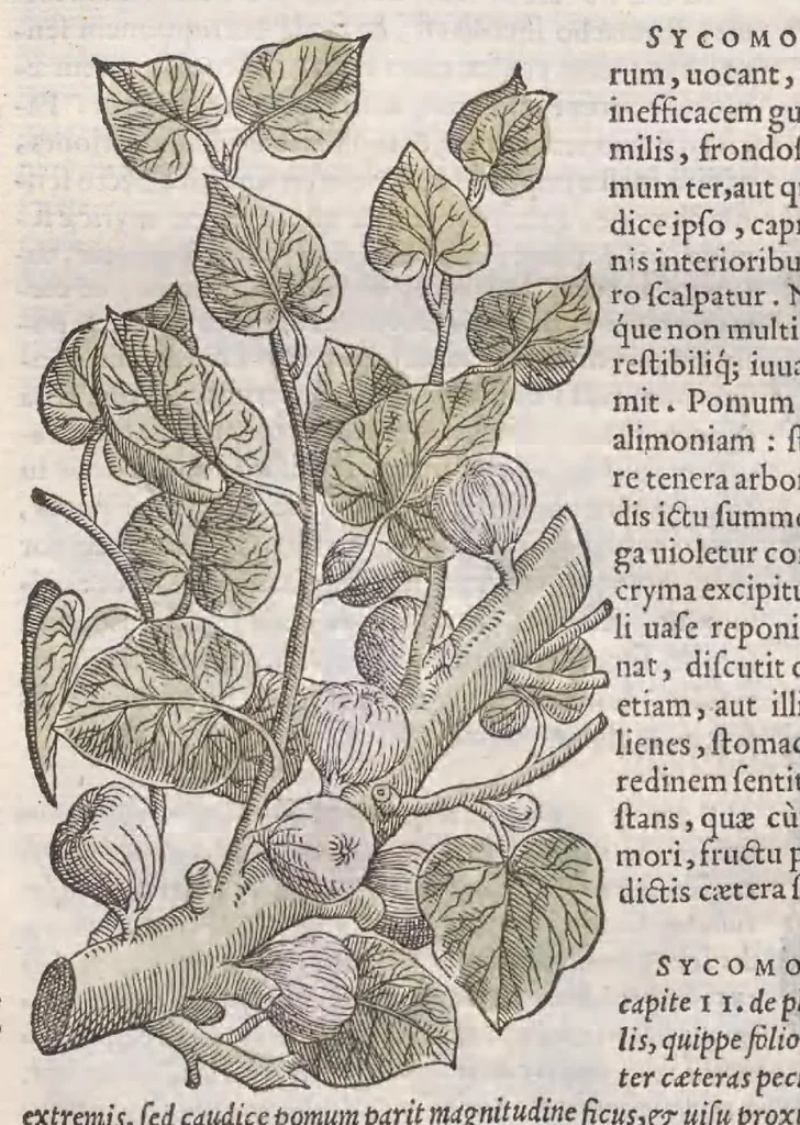 An illustration from Petri Andreae Matthioli ... Commentarii secvndo avcti, in libros sex Pedacii Dioscoridis Anazarbei, de medica materia : adiectis quamplurimis plantarum, & animalium imaginibus, quæ in priore editione non habentur, eodem auctore. His accessit eivsdem Apologia adversvs Amathum Lusitanum, 1560, leaf 276