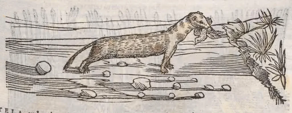 An illustration from Petri Andreae Matthioli ... Commentarii secvndo avcti, in libros sex Pedacii Dioscoridis Anazarbei, de medica materia : adiectis quamplurimis plantarum, & animalium imaginibus, quæ in priore editione non habentur, eodem auctore. His accessit eivsdem Apologia adversvs Amathum Lusitanum, 1560, leaf 307
