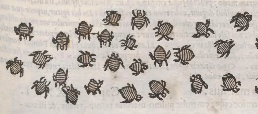 An illustration from Petri Andreae Matthioli ... Commentarii secvndo avcti, in libros sex Pedacii Dioscoridis Anazarbei, de medica materia : adiectis quamplurimis plantarum, & animalium imaginibus, quæ in priore editione non habentur, eodem auctore. His accessit eivsdem Apologia adversvs Amathum Lusitanum, 1560, leaf 313