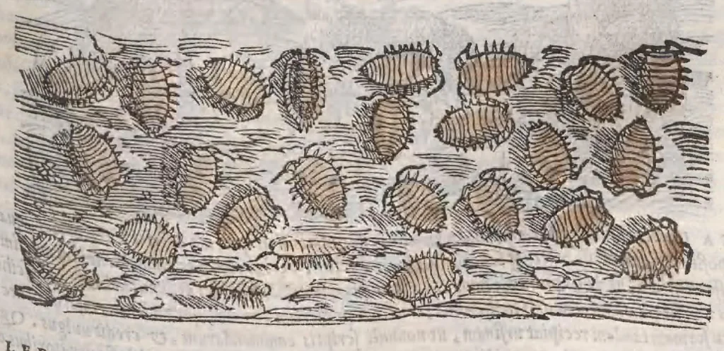 An illustration from Petri Andreae Matthioli ... Commentarii secvndo avcti, in libros sex Pedacii Dioscoridis Anazarbei, de medica materia : adiectis quamplurimis plantarum, & animalium imaginibus, quæ in priore editione non habentur, eodem auctore. His accessit eivsdem Apologia adversvs Amathum Lusitanum, 1560, leaf 313