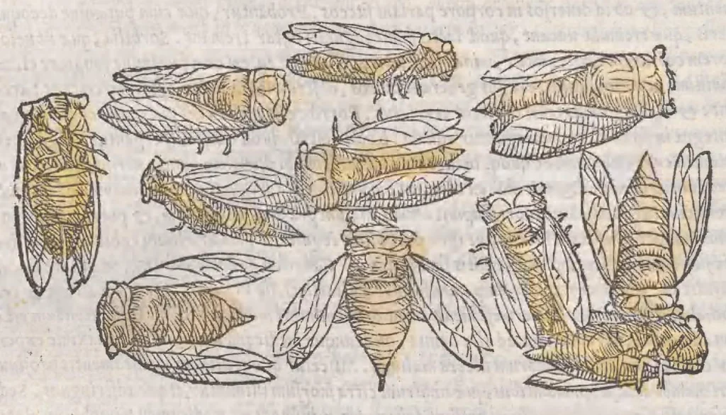 An illustration from Petri Andreae Matthioli ... Commentarii secvndo avcti, in libros sex Pedacii Dioscoridis Anazarbei, de medica materia : adiectis quamplurimis plantarum, & animalium imaginibus, quæ in priore editione non habentur, eodem auctore. His accessit eivsdem Apologia adversvs Amathum Lusitanum, 1560, leaf 320