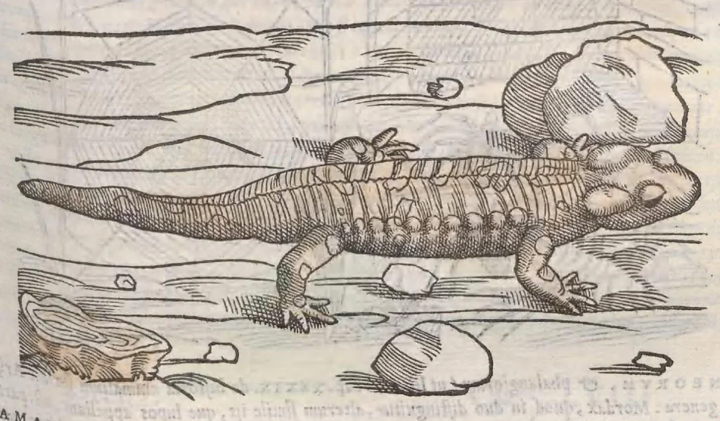 An illustration from Petri Andreae Matthioli ... Commentarii secvndo avcti, in libros sex Pedacii Dioscoridis Anazarbei, de medica materia : adiectis quamplurimis plantarum, & animalium imaginibus, quæ in priore editione non habentur, eodem auctore. His accessit eivsdem Apologia adversvs Amathum Lusitanum, 1560, leaf 329