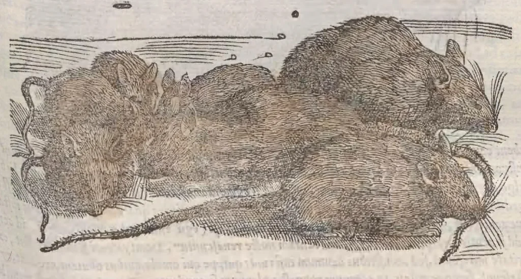 An illustration from Petri Andreae Matthioli ... Commentarii secvndo avcti, in libros sex Pedacii Dioscoridis Anazarbei, de medica materia : adiectis quamplurimis plantarum, & animalium imaginibus, quæ in priore editione non habentur, eodem auctore. His accessit eivsdem Apologia adversvs Amathum Lusitanum, 1560, leaf 335