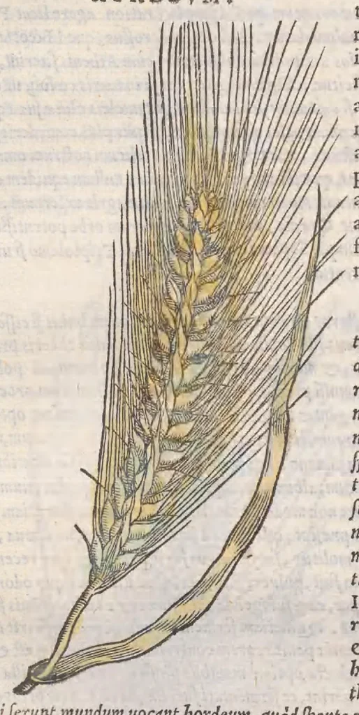 An illustration from Petri Andreae Matthioli ... Commentarii secvndo avcti, in libros sex Pedacii Dioscoridis Anazarbei, de medica materia : adiectis quamplurimis plantarum, & animalium imaginibus, quæ in priore editione non habentur, eodem auctore. His accessit eivsdem Apologia adversvs Amathum Lusitanum, 1560, leaf 358
