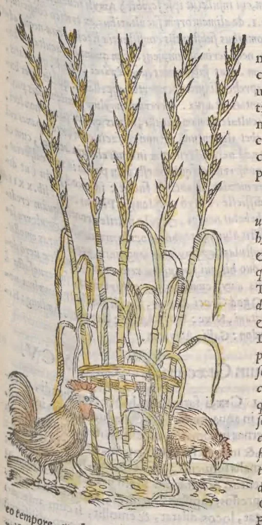 An illustration from Petri Andreae Matthioli ... Commentarii secvndo avcti, in libros sex Pedacii Dioscoridis Anazarbei, de medica materia : adiectis quamplurimis plantarum, & animalium imaginibus, quæ in priore editione non habentur, eodem auctore. His accessit eivsdem Apologia adversvs Amathum Lusitanum, 1560, leaf 365