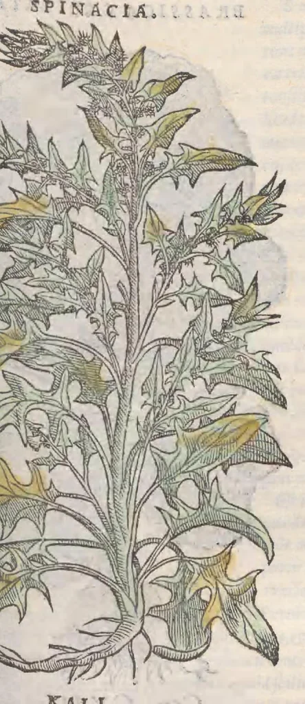 An illustration from Petri Andreae Matthioli ... Commentarii secvndo avcti, in libros sex Pedacii Dioscoridis Anazarbei, de medica materia : adiectis quamplurimis plantarum, & animalium imaginibus, quæ in priore editione non habentur, eodem auctore. His accessit eivsdem Apologia adversvs Amathum Lusitanum, 1560, leaf 383