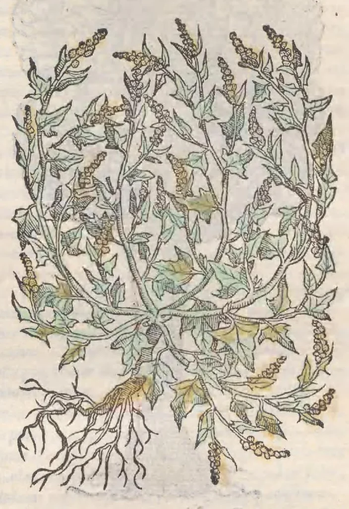 An illustration from Petri Andreae Matthioli ... Commentarii secvndo avcti, in libros sex Pedacii Dioscoridis Anazarbei, de medica materia : adiectis quamplurimis plantarum, & animalium imaginibus, quæ in priore editione non habentur, eodem auctore. His accessit eivsdem Apologia adversvs Amathum Lusitanum, 1560, leaf 383