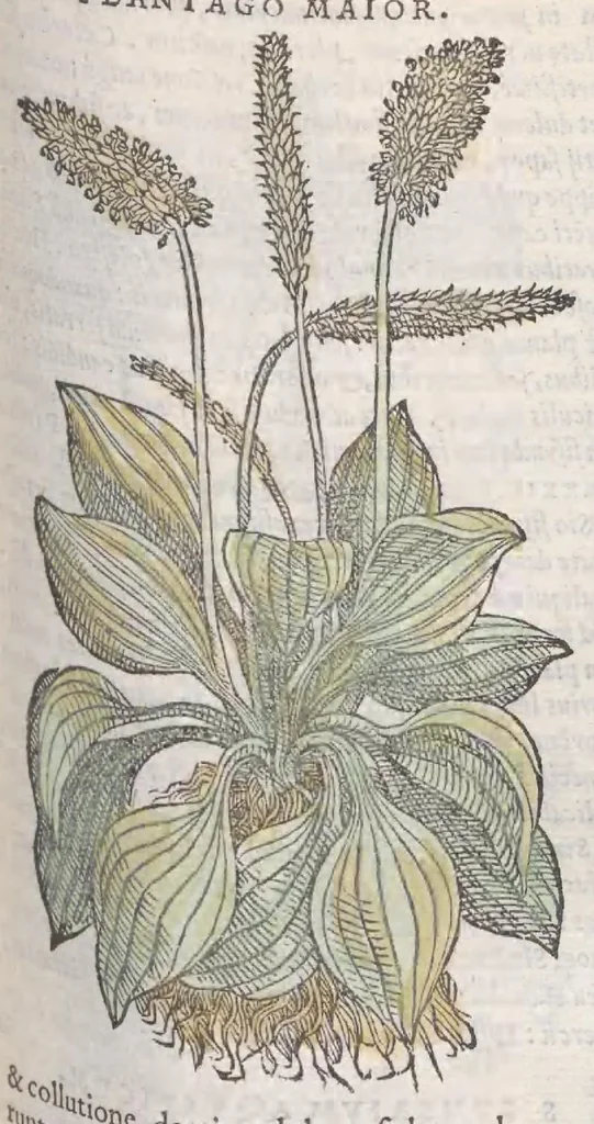 An illustration from Petri Andreae Matthioli ... Commentarii secvndo avcti, in libros sex Pedacii Dioscoridis Anazarbei, de medica materia : adiectis quamplurimis plantarum, & animalium imaginibus, quæ in priore editione non habentur, eodem auctore. His accessit eivsdem Apologia adversvs Amathum Lusitanum, 1560, leaf 389