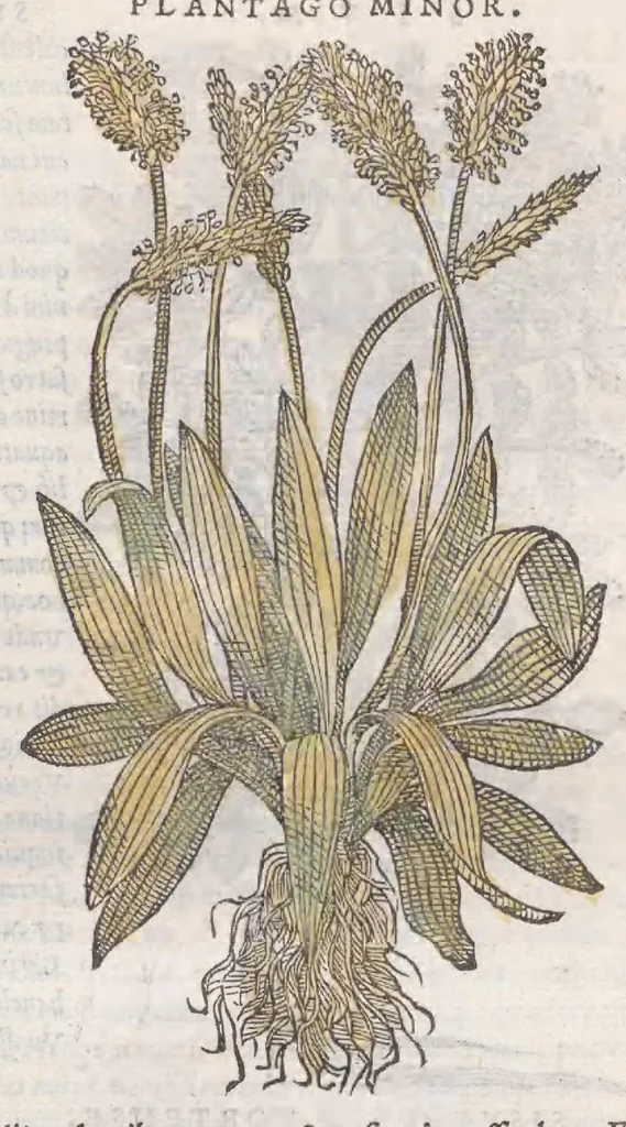 An illustration from Petri Andreae Matthioli ... Commentarii secvndo avcti, in libros sex Pedacii Dioscoridis Anazarbei, de medica materia : adiectis quamplurimis plantarum, & animalium imaginibus, quæ in priore editione non habentur, eodem auctore. His accessit eivsdem Apologia adversvs Amathum Lusitanum, 1560, leaf 389