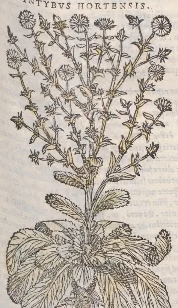 An illustration from Petri Andreae Matthioli ... Commentarii secvndo avcti, in libros sex Pedacii Dioscoridis Anazarbei, de medica materia : adiectis quamplurimis plantarum, & animalium imaginibus, quæ in priore editione non habentur, eodem auctore. His accessit eivsdem Apologia adversvs Amathum Lusitanum, 1560, leaf 395
