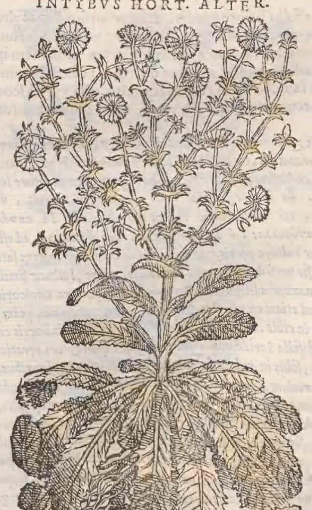 An illustration from Petri Andreae Matthioli ... Commentarii secvndo avcti, in libros sex Pedacii Dioscoridis Anazarbei, de medica materia : adiectis quamplurimis plantarum, & animalium imaginibus, quæ in priore editione non habentur, eodem auctore. His accessit eivsdem Apologia adversvs Amathum Lusitanum, 1560, leaf 395