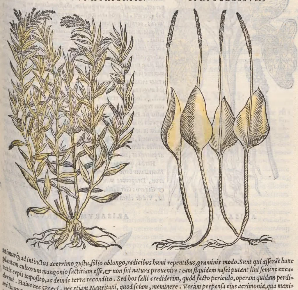 An illustration from Petri Andreae Matthioli ... Commentarii secvndo avcti, in libros sex Pedacii Dioscoridis Anazarbei, de medica materia : adiectis quamplurimis plantarum, & animalium imaginibus, quæ in priore editione non habentur, eodem auctore. His accessit eivsdem Apologia adversvs Amathum Lusitanum, 1560, leaf 431