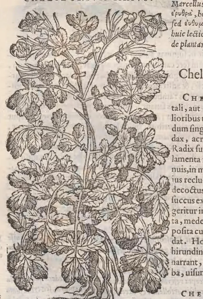 An illustration from Petri Andreae Matthioli ... Commentarii secvndo avcti, in libros sex Pedacii Dioscoridis Anazarbei, de medica materia : adiectis quamplurimis plantarum, & animalium imaginibus, quæ in priore editione non habentur, eodem auctore. His accessit eivsdem Apologia adversvs Amathum Lusitanum, 1560, leaf 444