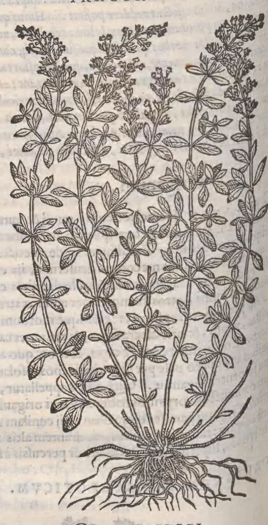 An illustration from Petri Andreae Matthioli ... Commentarii secvndo avcti, in libros sex Pedacii Dioscoridis Anazarbei, de medica materia : adiectis quamplurimis plantarum, & animalium imaginibus, quæ in priore editione non habentur, eodem auctore. His accessit eivsdem Apologia adversvs Amathum Lusitanum, 1560, leaf 482