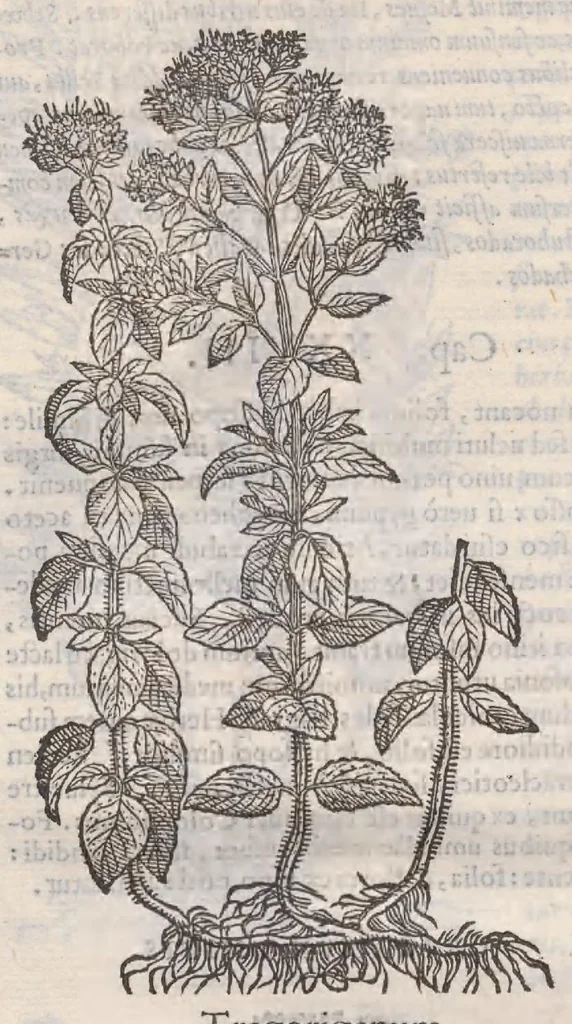 An illustration from Petri Andreae Matthioli ... Commentarii secvndo avcti, in libros sex Pedacii Dioscoridis Anazarbei, de medica materia : adiectis quamplurimis plantarum, & animalium imaginibus, quæ in priore editione non habentur, eodem auctore. His accessit eivsdem Apologia adversvs Amathum Lusitanum, 1560, leaf 482
