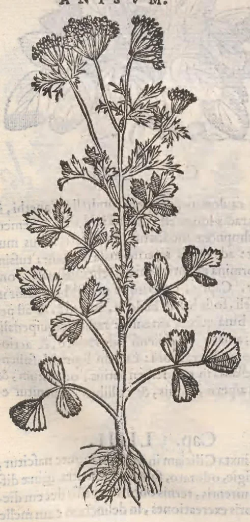 An illustration from Petri Andreae Matthioli ... Commentarii secvndo avcti, in libros sex Pedacii Dioscoridis Anazarbei, de medica materia : adiectis quamplurimis plantarum, & animalium imaginibus, quæ in priore editione non habentur, eodem auctore. His accessit eivsdem Apologia adversvs Amathum Lusitanum, 1560, leaf 504
