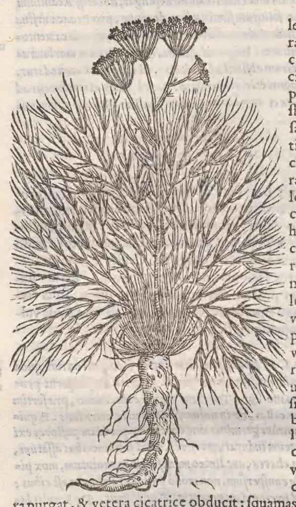 An illustration from Petri Andreae Matthioli ... Commentarii secvndo avcti, in libros sex Pedacii Dioscoridis Anazarbei, de medica materia : adiectis quamplurimis plantarum, & animalium imaginibus, quæ in priore editione non habentur, eodem auctore. His accessit eivsdem Apologia adversvs Amathum Lusitanum, 1560, leaf 524
