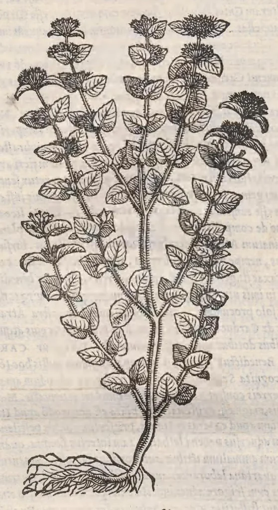 An illustration from Petri Andreae Matthioli ... Commentarii secvndo avcti, in libros sex Pedacii Dioscoridis Anazarbei, de medica materia : adiectis quamplurimis plantarum, & animalium imaginibus, quæ in priore editione non habentur, eodem auctore. His accessit eivsdem Apologia adversvs Amathum Lusitanum, 1560, leaf 538