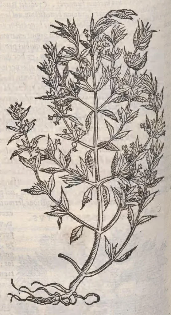 An illustration from Petri Andreae Matthioli ... Commentarii secvndo avcti, in libros sex Pedacii Dioscoridis Anazarbei, de medica materia : adiectis quamplurimis plantarum, & animalium imaginibus, quæ in priore editione non habentur, eodem auctore. His accessit eivsdem Apologia adversvs Amathum Lusitanum, 1560, leaf 538