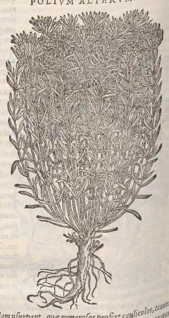 An illustration from Petri Andreae Matthioli ... Commentarii secvndo avcti, in libros sex Pedacii Dioscoridis Anazarbei, de medica materia : adiectis quamplurimis plantarum, & animalium imaginibus, quæ in priore editione non habentur, eodem auctore. His accessit eivsdem Apologia adversvs Amathum Lusitanum, 1560, leaf 550