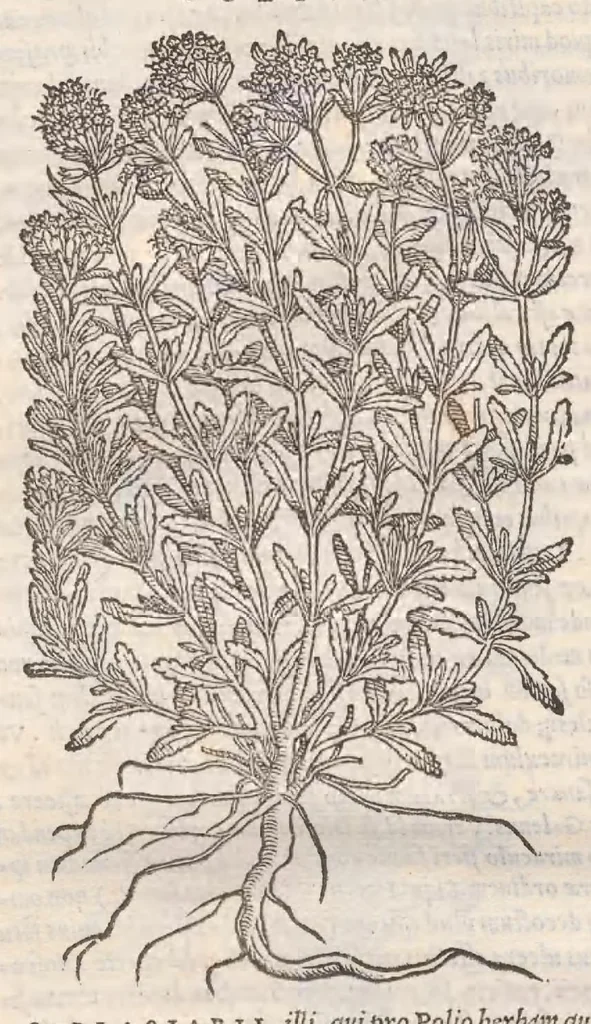 An illustration from Petri Andreae Matthioli ... Commentarii secvndo avcti, in libros sex Pedacii Dioscoridis Anazarbei, de medica materia : adiectis quamplurimis plantarum, & animalium imaginibus, quæ in priore editione non habentur, eodem auctore. His accessit eivsdem Apologia adversvs Amathum Lusitanum, 1560, leaf 550