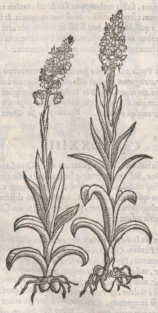 An illustration from Petri Andreae Matthioli ... Commentarii secvndo avcti, in libros sex Pedacii Dioscoridis Anazarbei, de medica materia : adiectis quamplurimis plantarum, & animalium imaginibus, quæ in priore editione non habentur, eodem auctore. His accessit eivsdem Apologia adversvs Amathum Lusitanum, 1560, leaf 564