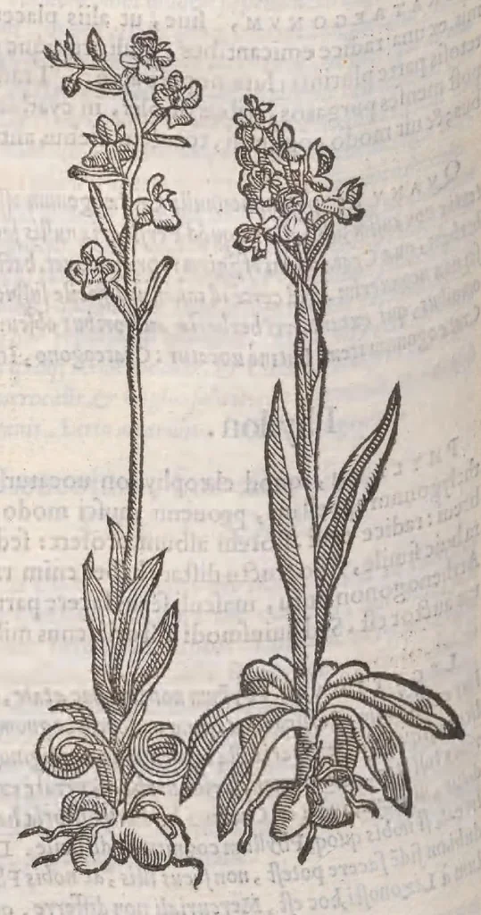 An illustration from Petri Andreae Matthioli ... Commentarii secvndo avcti, in libros sex Pedacii Dioscoridis Anazarbei, de medica materia : adiectis quamplurimis plantarum, & animalium imaginibus, quæ in priore editione non habentur, eodem auctore. His accessit eivsdem Apologia adversvs Amathum Lusitanum, 1560, leaf 564