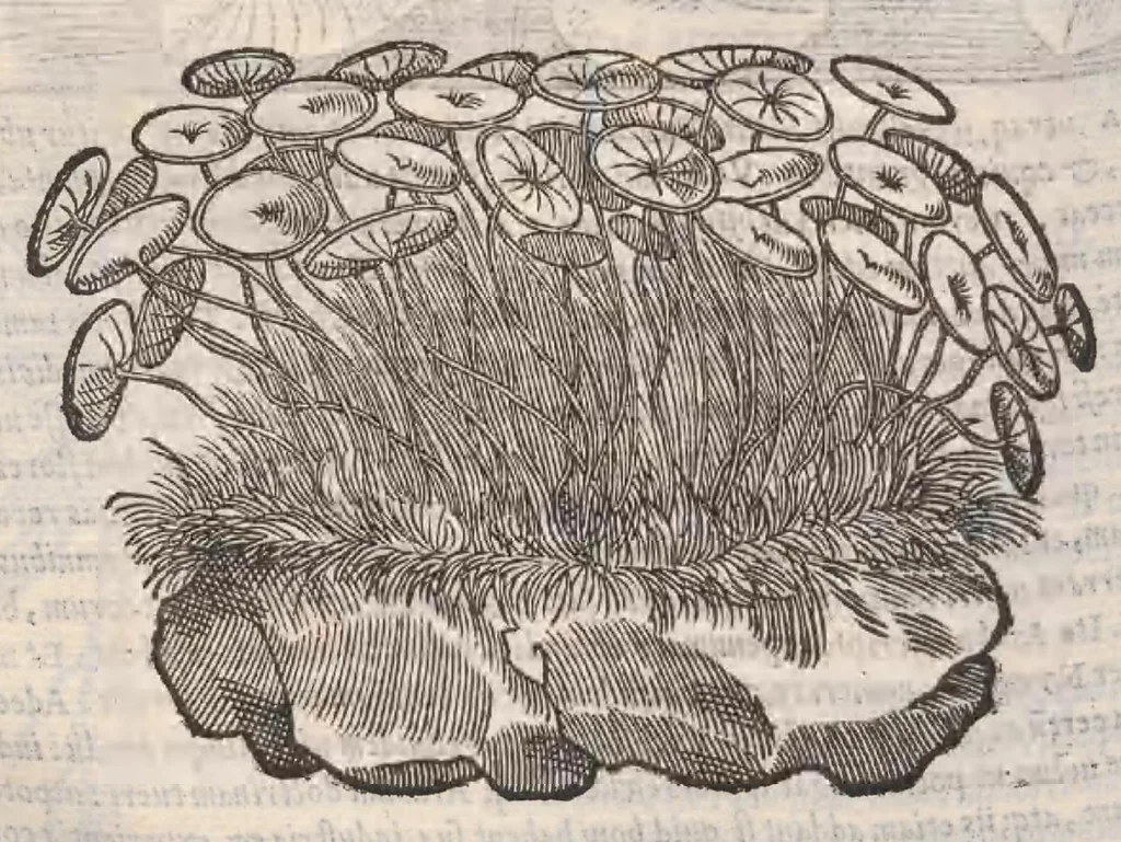 An illustration from Petri Andreae Matthioli ... Commentarii secvndo avcti, in libros sex Pedacii Dioscoridis Anazarbei, de medica materia : adiectis quamplurimis plantarum, & animalium imaginibus, quæ in priore editione non habentur, eodem auctore. His accessit eivsdem Apologia adversvs Amathum Lusitanum, 1560, leaf 570