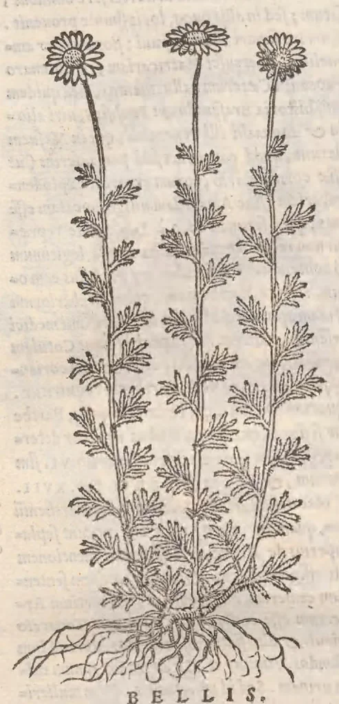 An illustration from Petri Andreae Matthioli ... Commentarii secvndo avcti, in libros sex Pedacii Dioscoridis Anazarbei, de medica materia : adiectis quamplurimis plantarum, & animalium imaginibus, quæ in priore editione non habentur, eodem auctore. His accessit eivsdem Apologia adversvs Amathum Lusitanum, 1560, leaf 576
