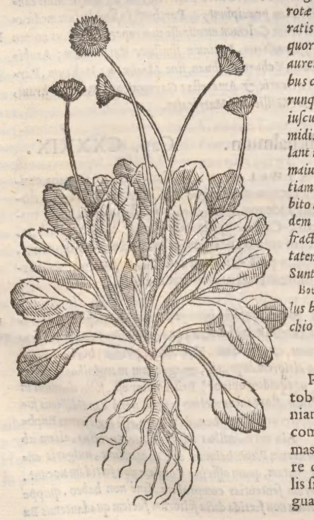 An illustration from Petri Andreae Matthioli ... Commentarii secvndo avcti, in libros sex Pedacii Dioscoridis Anazarbei, de medica materia : adiectis quamplurimis plantarum, & animalium imaginibus, quæ in priore editione non habentur, eodem auctore. His accessit eivsdem Apologia adversvs Amathum Lusitanum, 1560, leaf 576