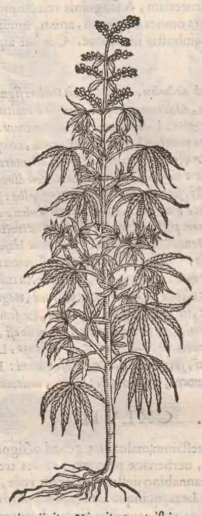 An illustration from Petri Andreae Matthioli ... Commentarii secvndo avcti, in libros sex Pedacii Dioscoridis Anazarbei, de medica materia : adiectis quamplurimis plantarum, & animalium imaginibus, quæ in priore editione non habentur, eodem auctore. His accessit eivsdem Apologia adversvs Amathum Lusitanum, 1560, leaf 582