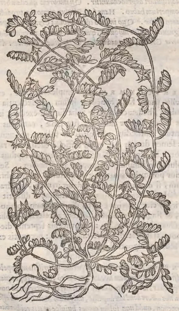 An illustration from Petri Andreae Matthioli ... Commentarii secvndo avcti, in libros sex Pedacii Dioscoridis Anazarbei, de medica materia : adiectis quamplurimis plantarum, & animalium imaginibus, quæ in priore editione non habentur, eodem auctore. His accessit eivsdem Apologia adversvs Amathum Lusitanum, 1560, leaf 602