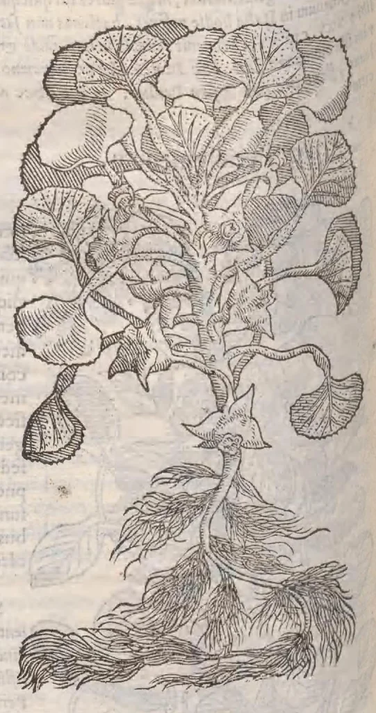 An illustration from Petri Andreae Matthioli ... Commentarii secvndo avcti, in libros sex Pedacii Dioscoridis Anazarbei, de medica materia : adiectis quamplurimis plantarum, & animalium imaginibus, quæ in priore editione non habentur, eodem auctore. His accessit eivsdem Apologia adversvs Amathum Lusitanum, 1560, leaf 602