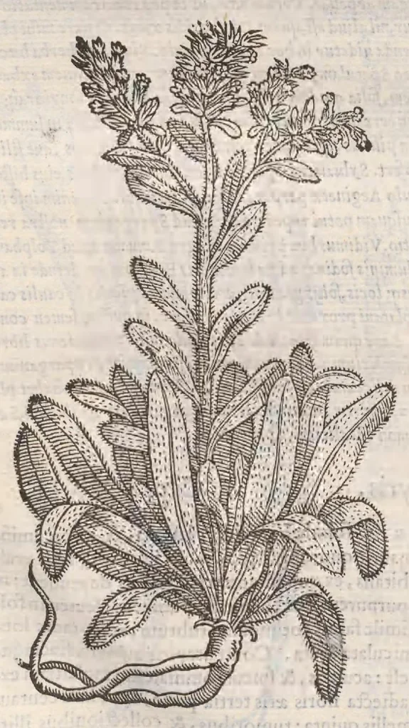 An illustration from Petri Andreae Matthioli ... Commentarii secvndo avcti, in libros sex Pedacii Dioscoridis Anazarbei, de medica materia : adiectis quamplurimis plantarum, & animalium imaginibus, quæ in priore editione non habentur, eodem auctore. His accessit eivsdem Apologia adversvs Amathum Lusitanum, 1560, leaf 608