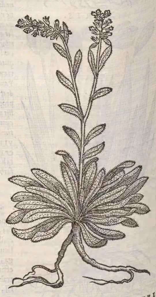 An illustration from Petri Andreae Matthioli ... Commentarii secvndo avcti, in libros sex Pedacii Dioscoridis Anazarbei, de medica materia : adiectis quamplurimis plantarum, & animalium imaginibus, quæ in priore editione non habentur, eodem auctore. His accessit eivsdem Apologia adversvs Amathum Lusitanum, 1560, leaf 608